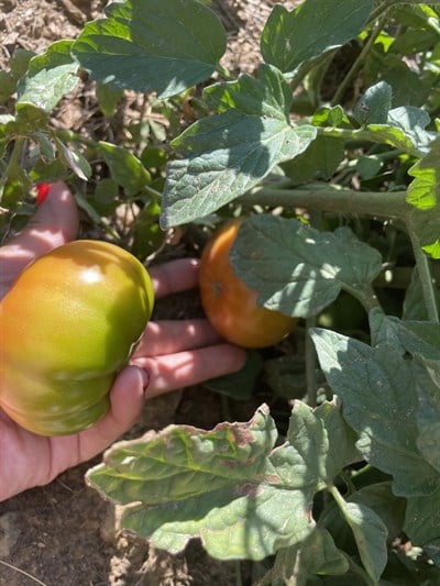Köy Domatesi 1(kg)