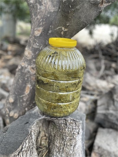 Salamura Üzüm Asma Yaprağı 1 / Kg