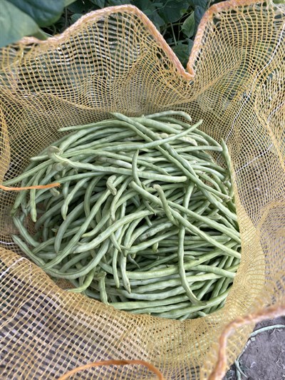 Taze Börülce 1(kg)