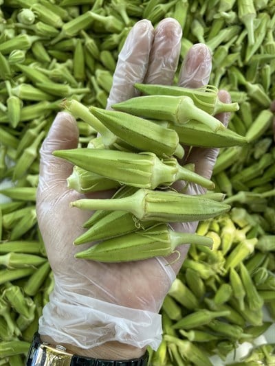 Taze Köy Bamyası 1(kg)