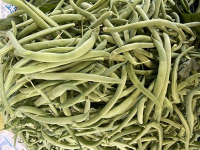 Taze Köy Fasulyesi 1 / Kg