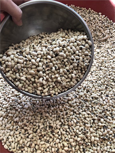 Yeni Mahsul Kuru Börülce 1 / Kg