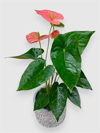 anthurium