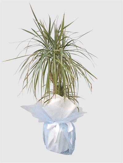 Marmaris Dracaena Marginata Bicolor | Şık Salon Bitkisi & Hediye