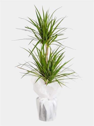 Marmaris Dracaena Marginata | Şık ve Modern Salon Bitkisi