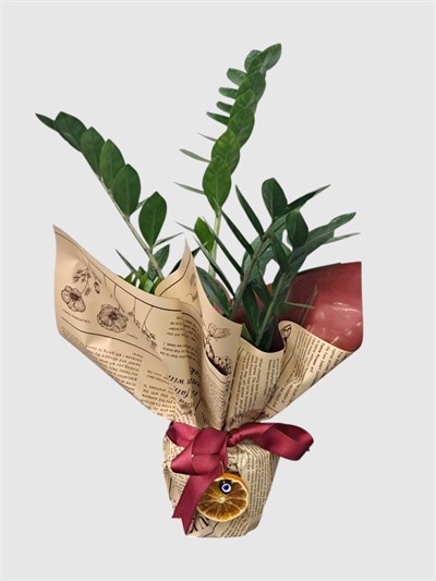 Marmaris Zamioculcas (ZZ Bitkisi) | Şık & Dayanıklı Salon Bitkisi