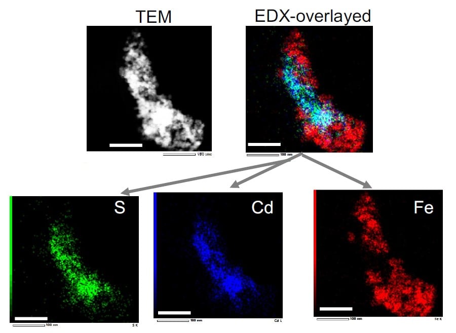 TEM-EDX of MQDs-Bright Red nanoparticle showing elemental maps of specific elements