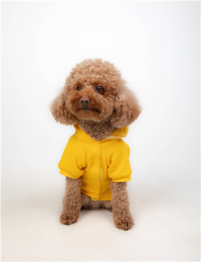 Cool Yellow Kapüşonlu Sweatshirt Sarı
