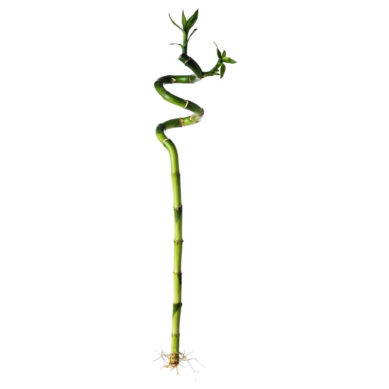 Ikea Dracena Bitki Lucky Bambu Halezon 50064589