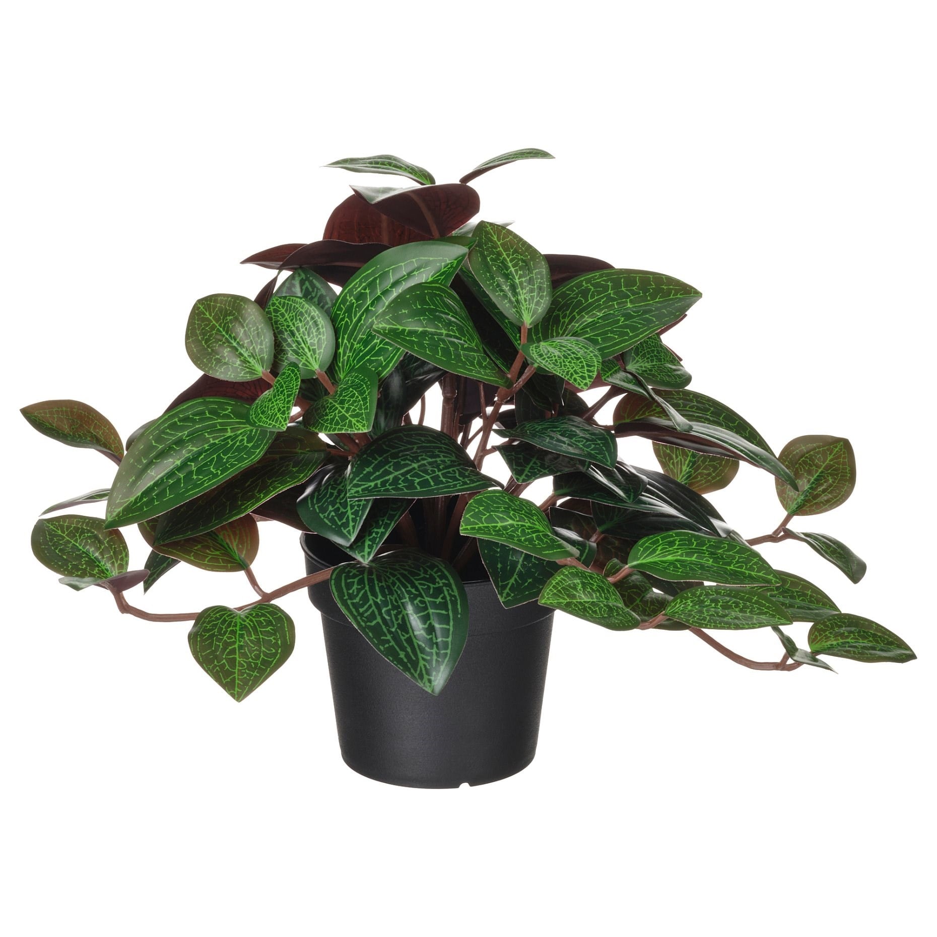 Ikea Fejka Yapay Bitki Yeşil 9 Cm Mücevher Orkidesi 40600868
