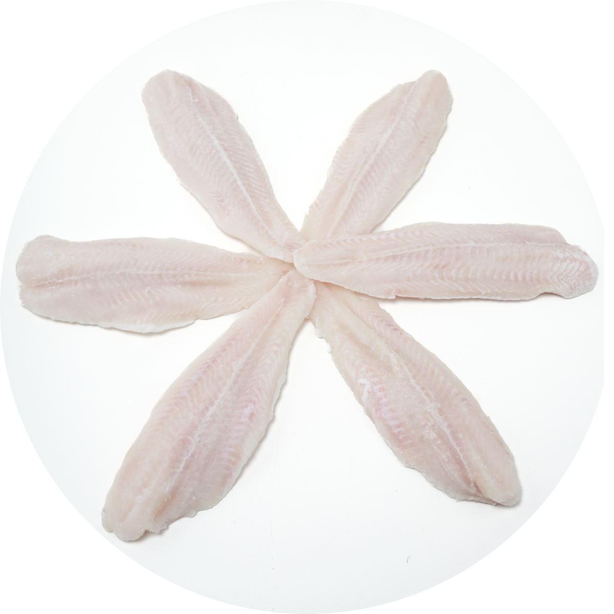 Panga Fileto