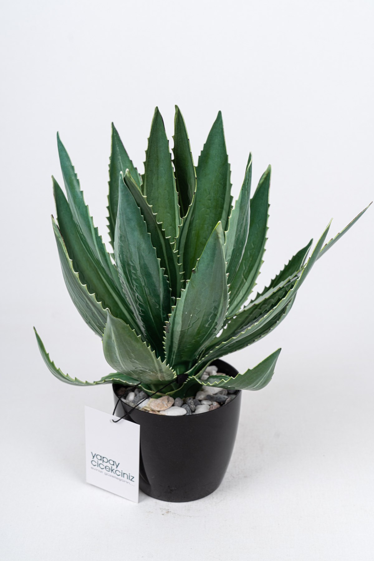 santa rita kaktus Shop "Opuntia Santa Rita Prickly Pear" Care & Growing Guide