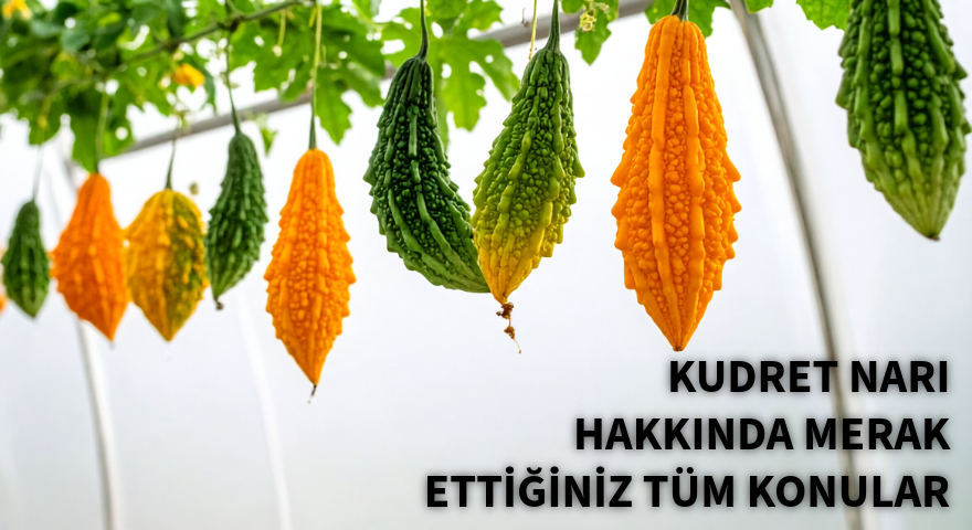 Blog | Kudret Narı SSS