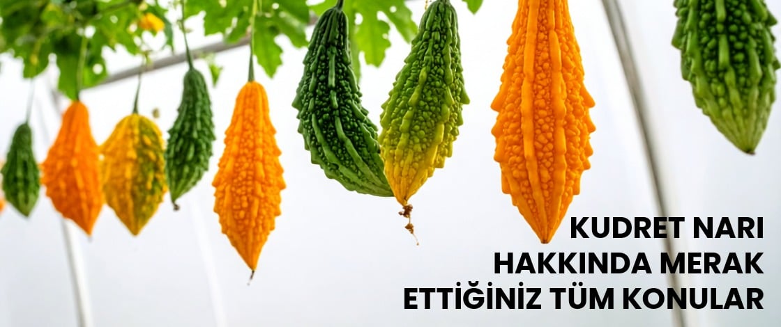 Kudret Narı Sıkça Sorulan Sorular