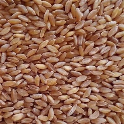 Karakılçık Buğdayı