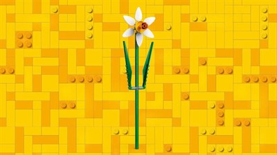 ADOL-LFL40747 DAFFODILS 4