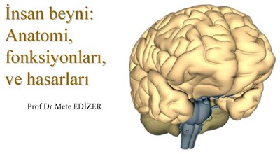 İnsan beyni Anatomi Fonksiyonları ve Hasarları