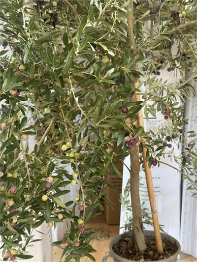 6 YAŞ,SAKSIDA ,AĞAÇ FORMUNA SAHİP ,BODUR ARBEQUEİNEA İSPANYOL ZEYTİN FİDANI BOY 180-200 CM