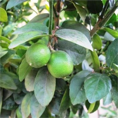 TÜPLÜ AŞILI ÇEKİRDEKSİZ TAHİTİ LİME  FİDANI 2 YAŞ 50-70 CM BOY