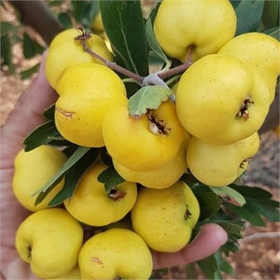 TÜPLÜ AŞILI, İRİ MEYVELİ SARI BELEN ALIÇ FİDANI 50-70 CM