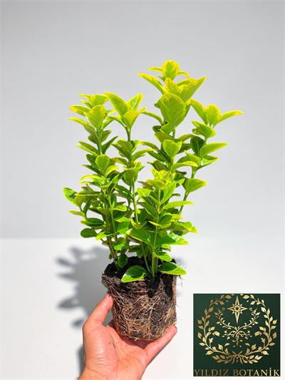 Altuni Gold Taflan Çit Bitkisi Sarı Taflan Fidanı 25-30 Cm 1 Saksıda 3 Kök Üretim