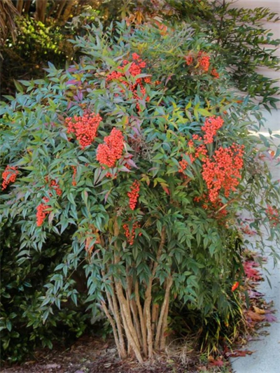 Boncuklu Cennet Bambusu Nandina Domestica Heavenly Bamboo 60-80 CM