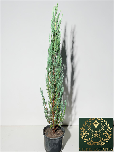 Mavi Kalem Selvi Fidanı Blue Arrow Juniper Bitkisi 100-110 CM