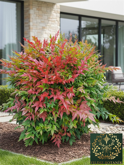 Nandina Seika Renk Değiştiren Cennet Bambusu Nandina Obsession Seika 30-40 CM