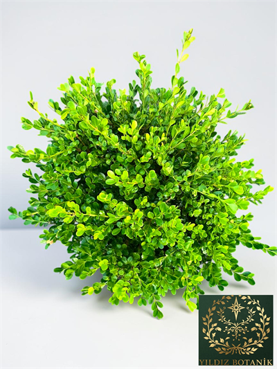 Şimşir Fidanı Top Formlu Buxus Sempervirens Rotundifolia ∅ 40-60 Çap