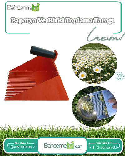 Papatya Ve Tıbbi Bitki Toplama Tarağı Metal Bsr Garden