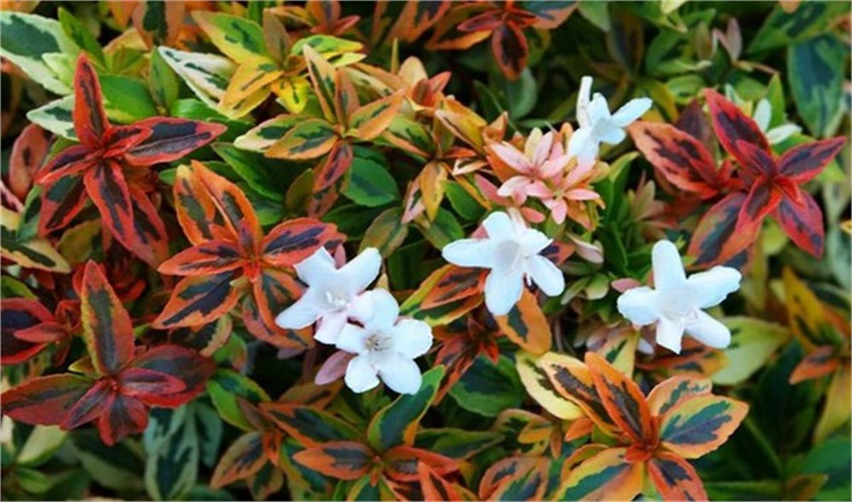 Abelia grandiflora Kaleidoscope Sarı Alacalı Abelya Güzellik Çalısı fidanı