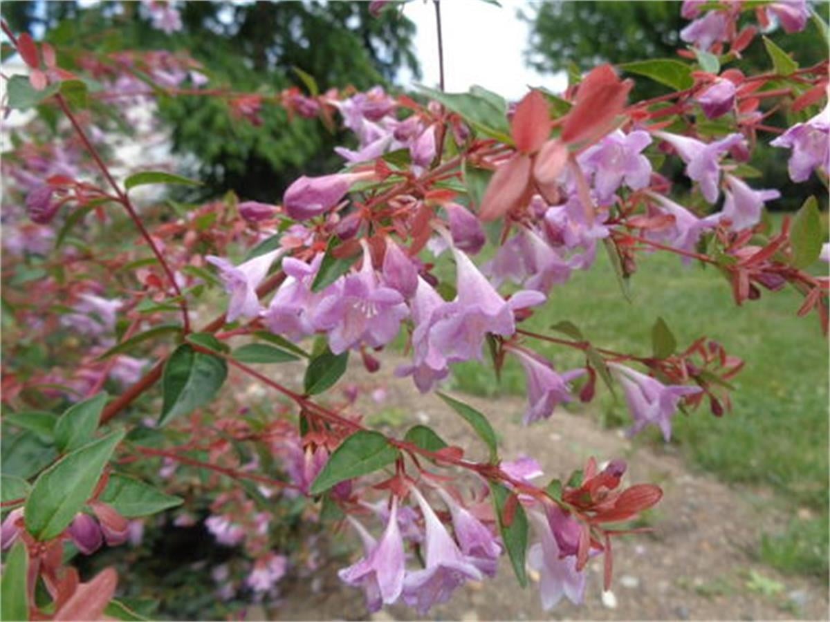 Abelia grandiflora Pink pong Güzellik çalısı fidan
