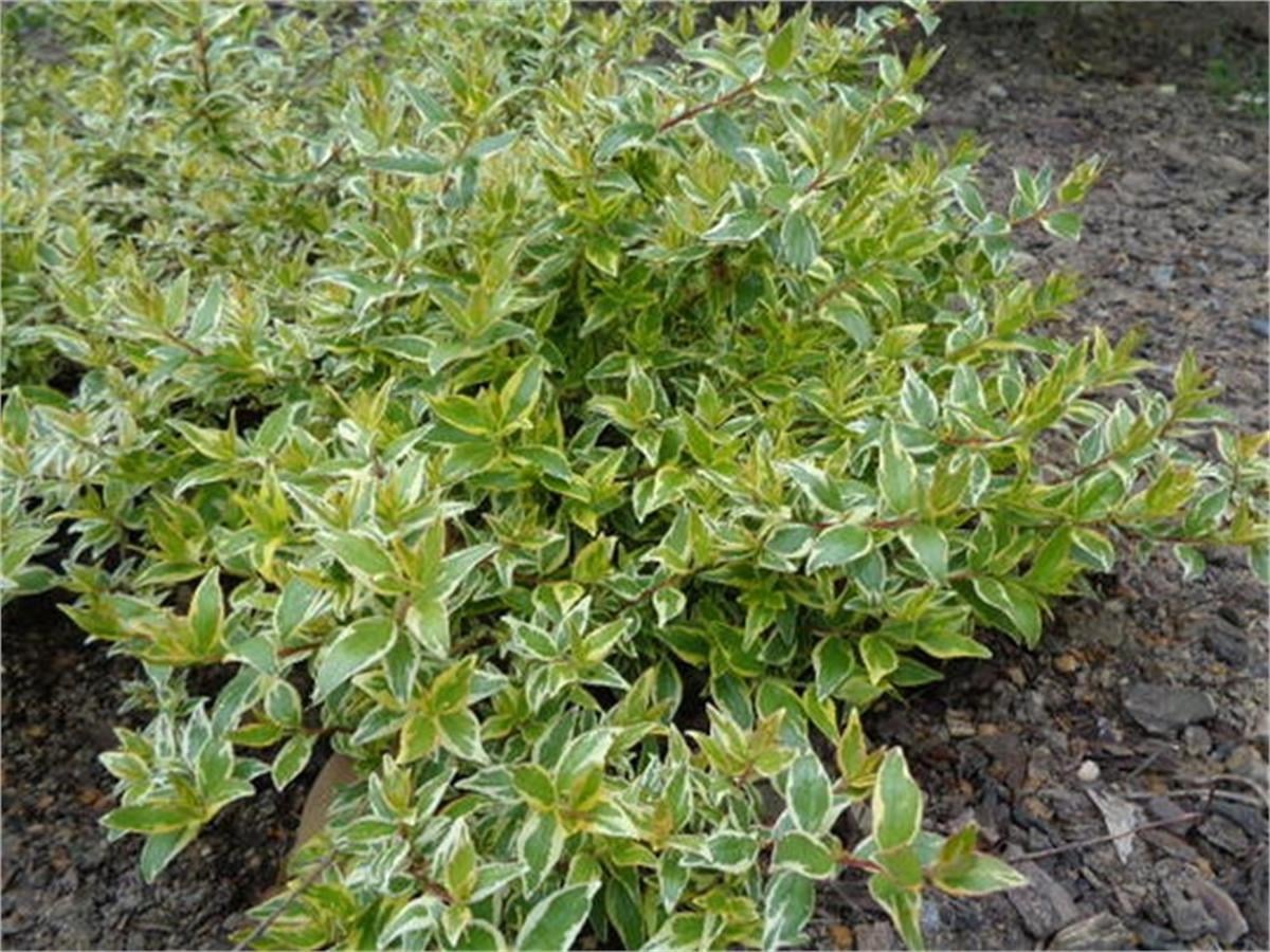 Abelia grandiflora Radiance Güzellik Çalısı fidanı
