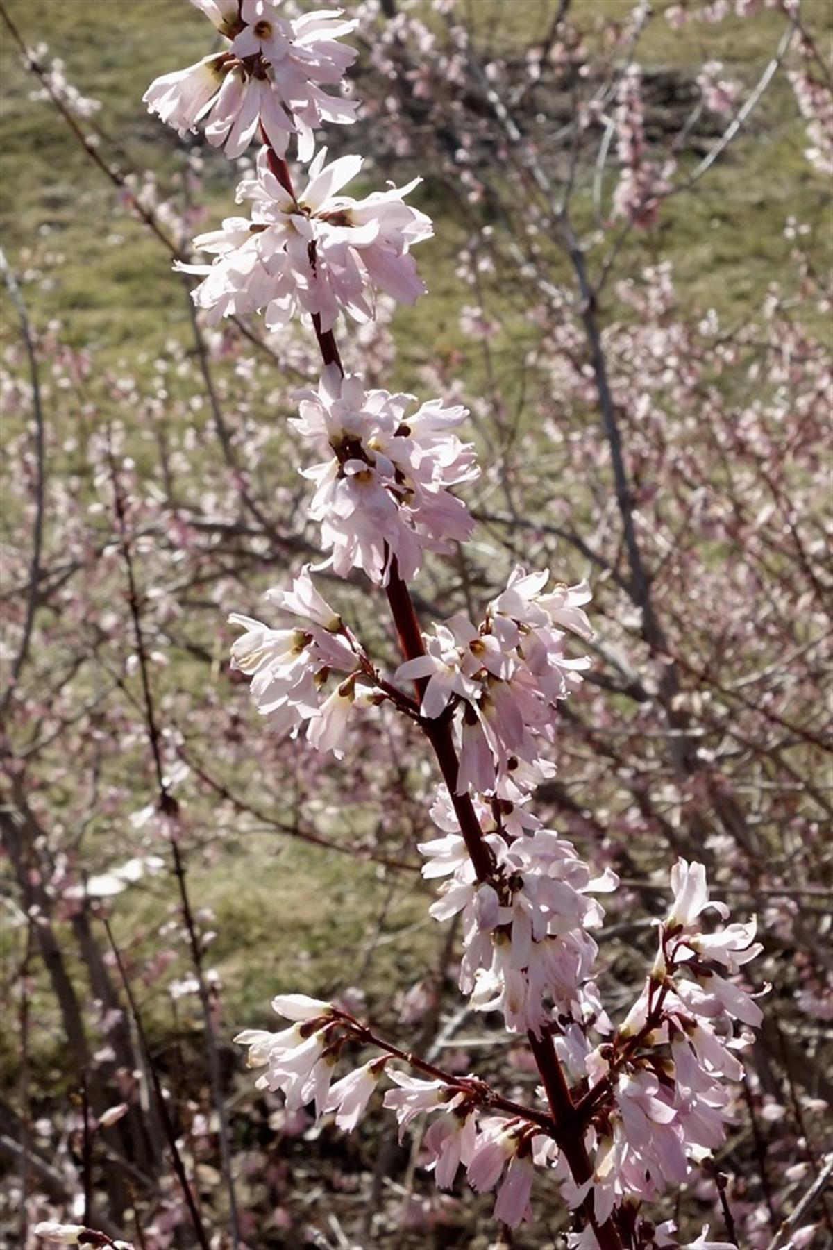 Abeliophyllum distichum Roseum Hor Çiçeği fidanı