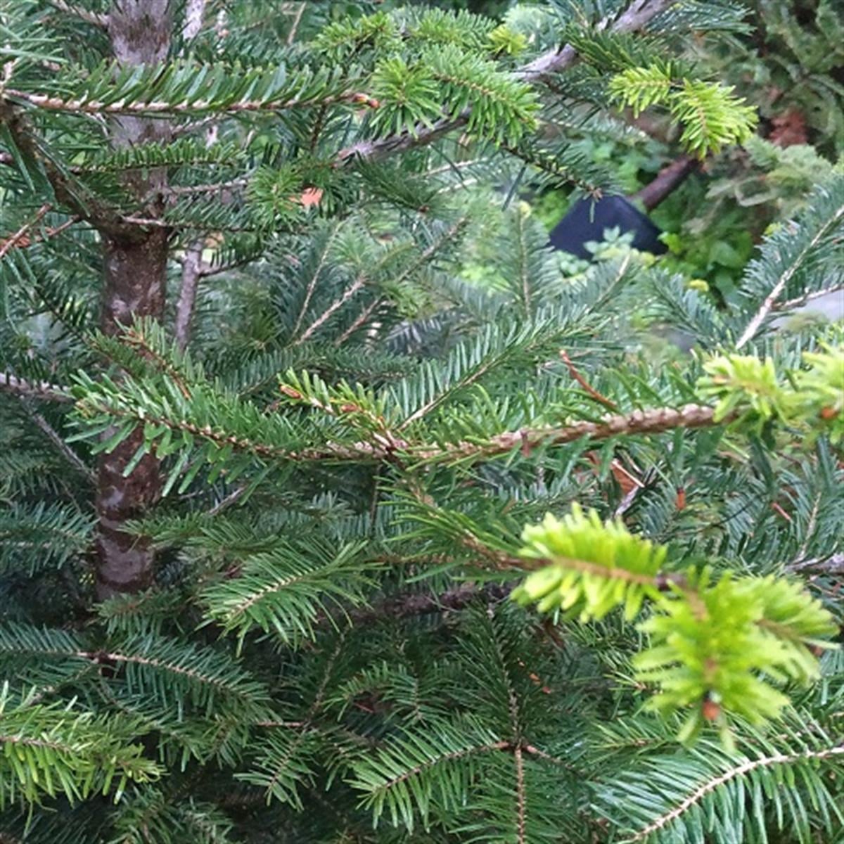 Abies alba (pectinata) pendula sarkık dallı beyaz göknar fidanı
