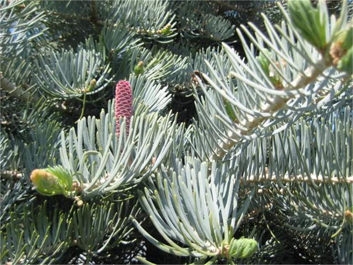 Abies concolor Aşılı Mavi Göknar fidanı