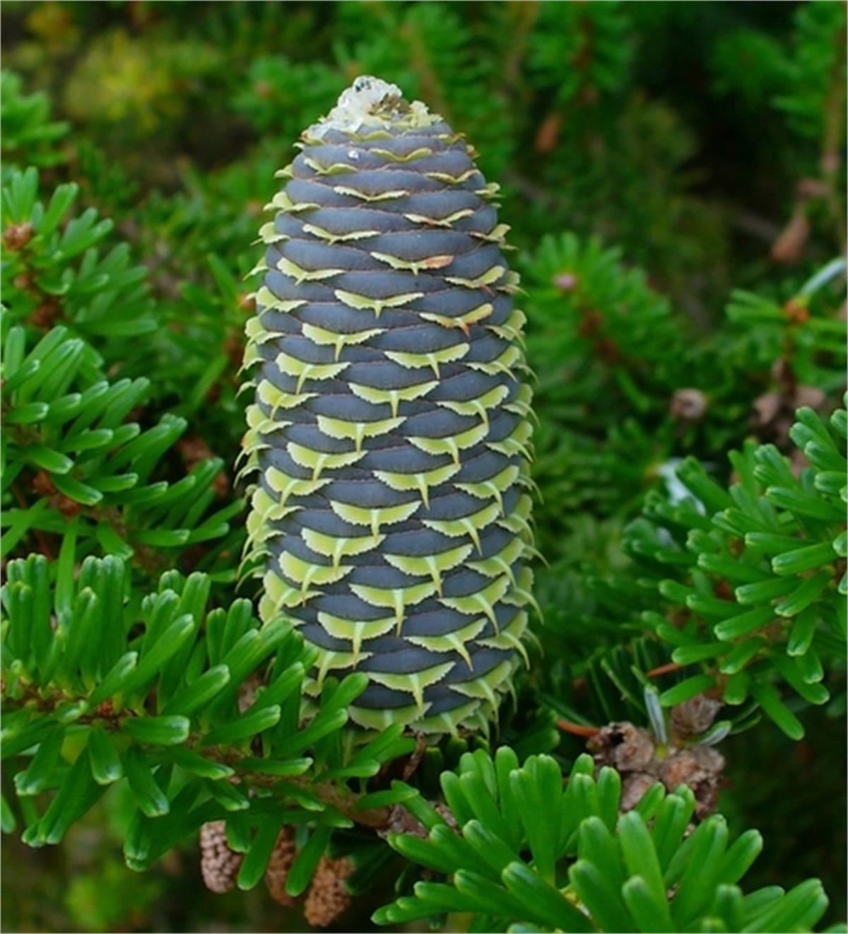 Abies koreana Kore Göknarı fidanı