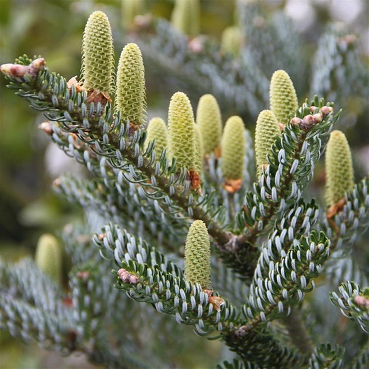 Abies koreana Silberlocke Kore Göknarı fidanı