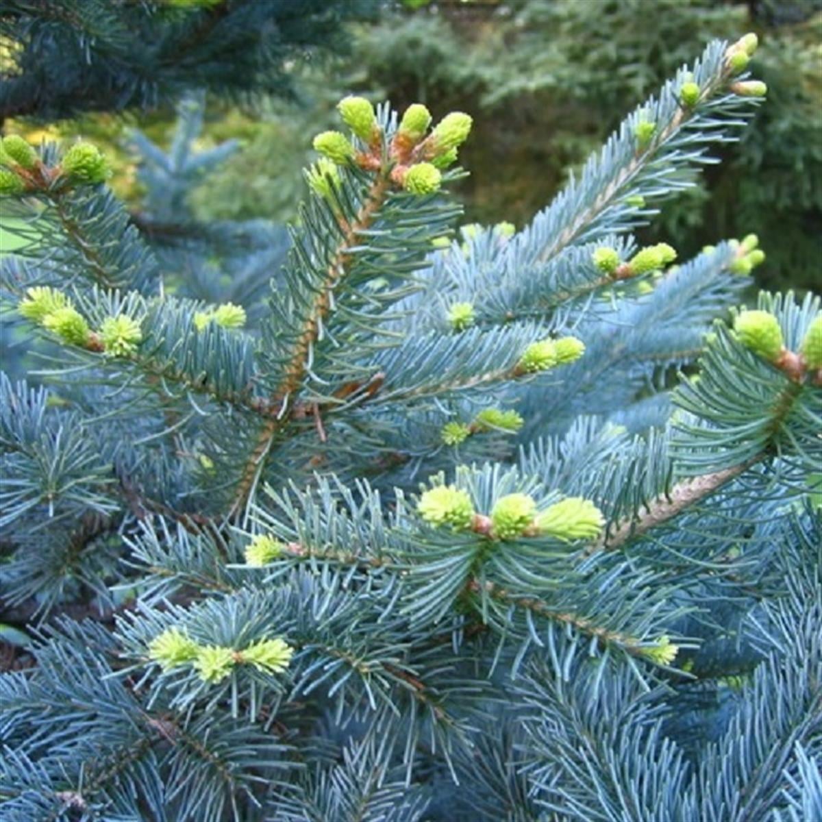 Abies lasiocarpa arizonica Mantar Kabuklu Mavi Göknar fidanı