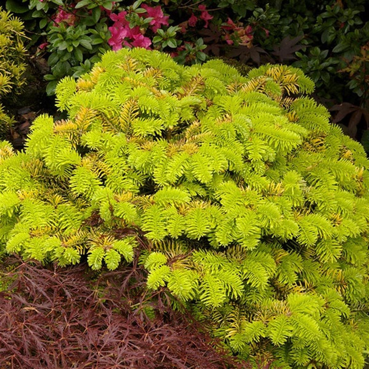 Abies nordmanniana Golden Spreader Göknar fidanı