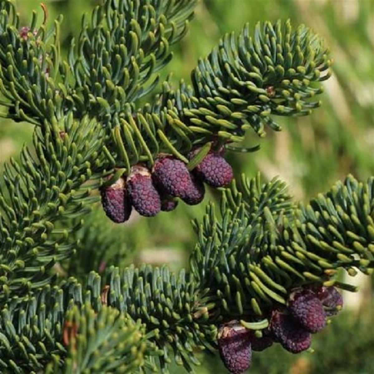 Abies procera Kızıl Göknar fidanı