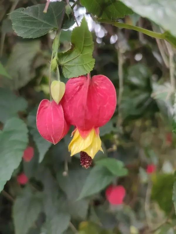 Abutilon Ağaç Küpelisi fidanı