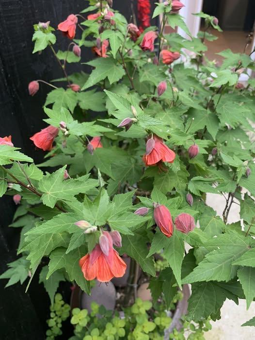 Abutilon megapotanicum Red Trumpet Ağaç Küpelisi Fidanı