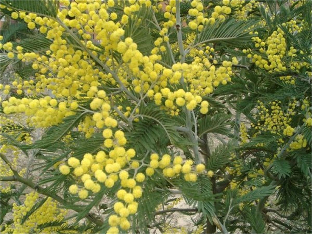 Acacia dealbata Ada Mimoza fidanı
