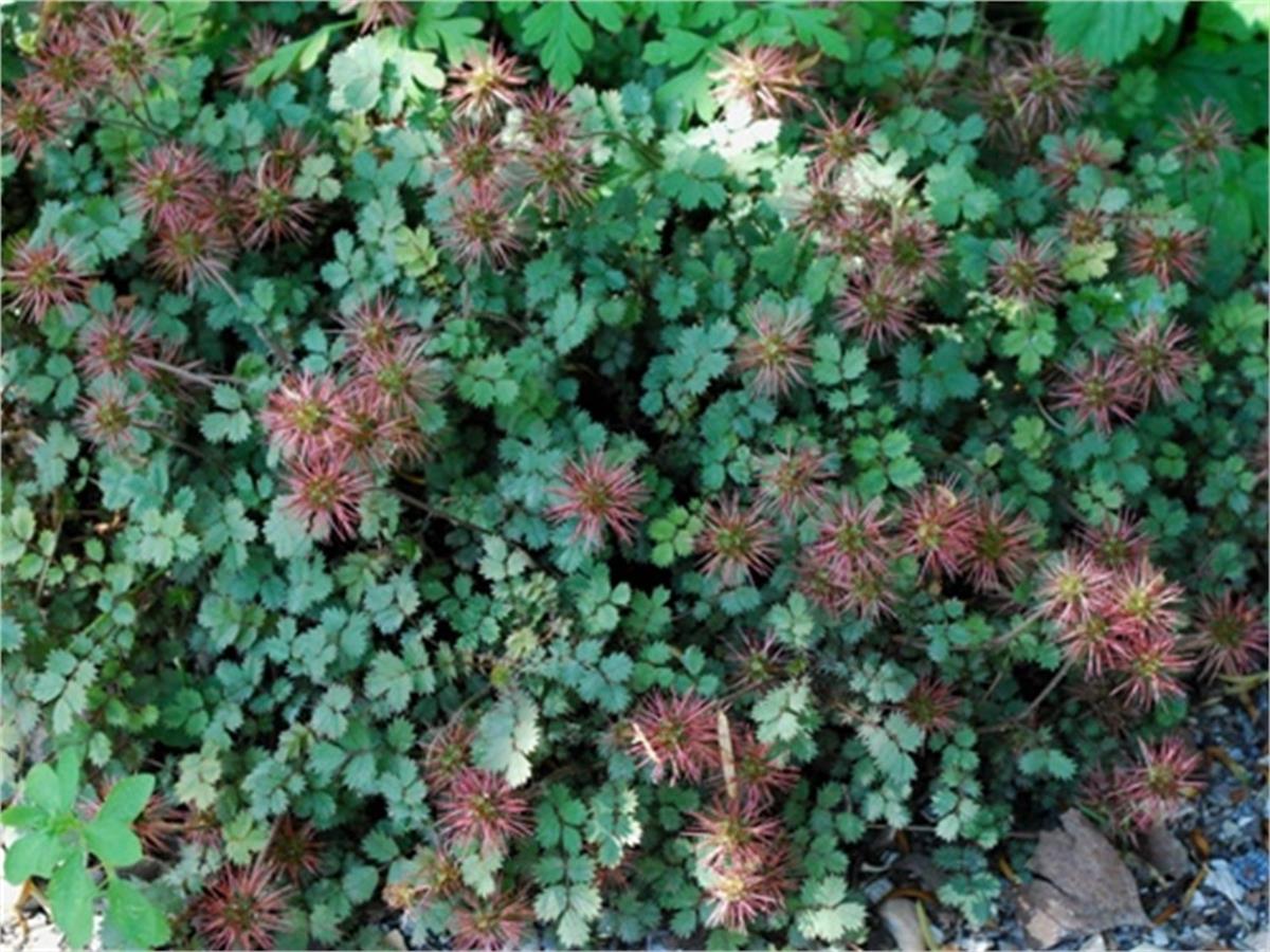 Acaena buchananii Yeni Zelanda koyun çapak fidesi