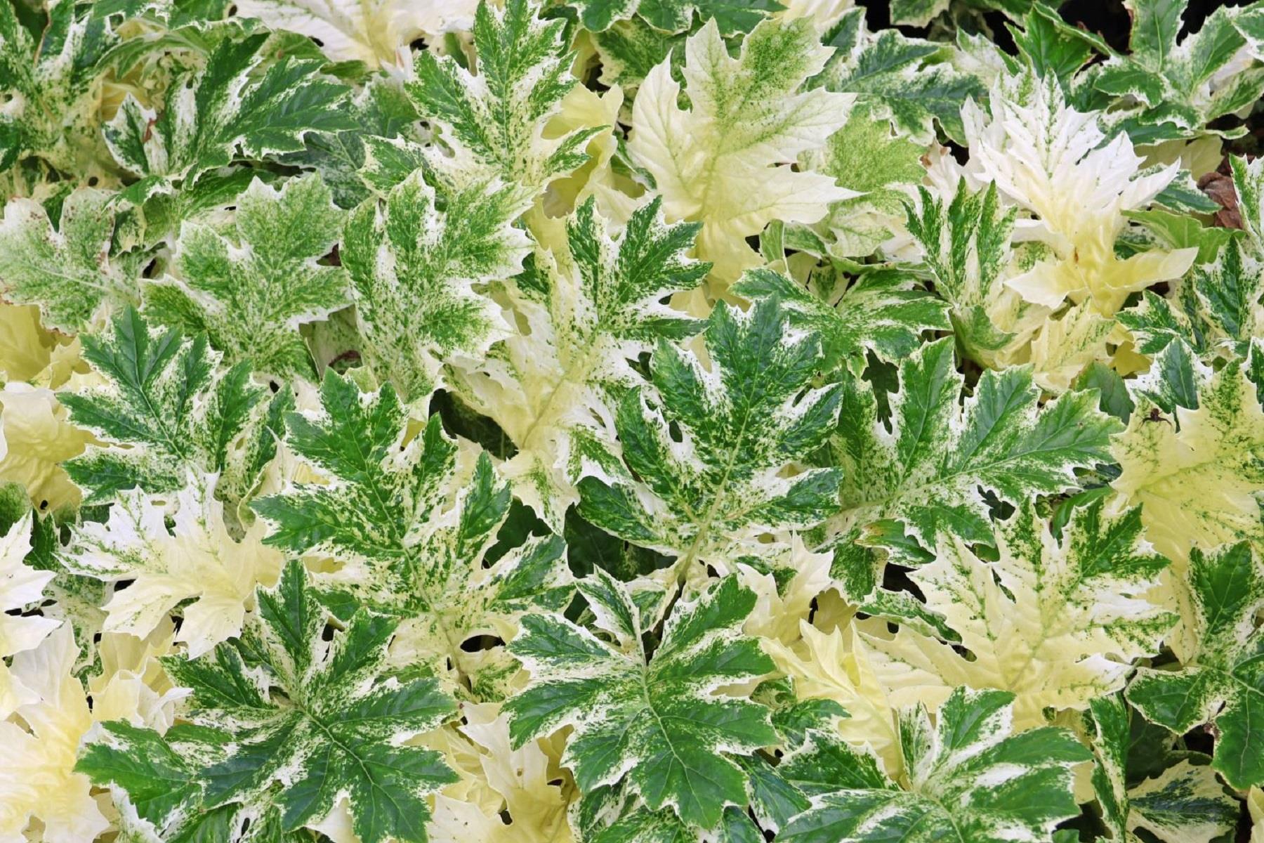 Acanthus mollis Whitewater Alacalı Ayı pençesi fidesi
