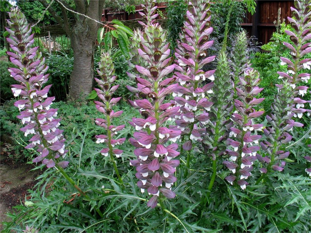 Acanthus spinosus Dikensiz Kenger Otu Ayı pençesi fidesi