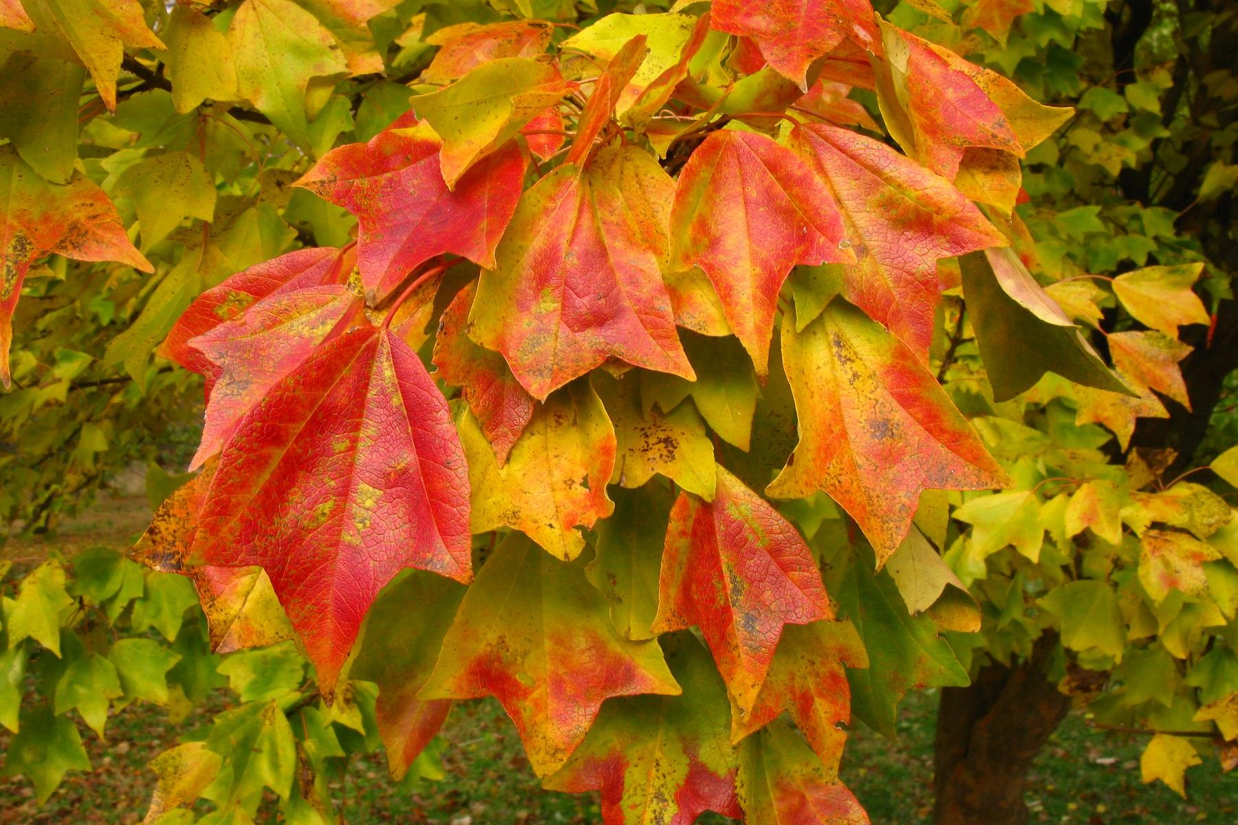 Acer buergerianum Üç Dişli Akçaağaç fidanı