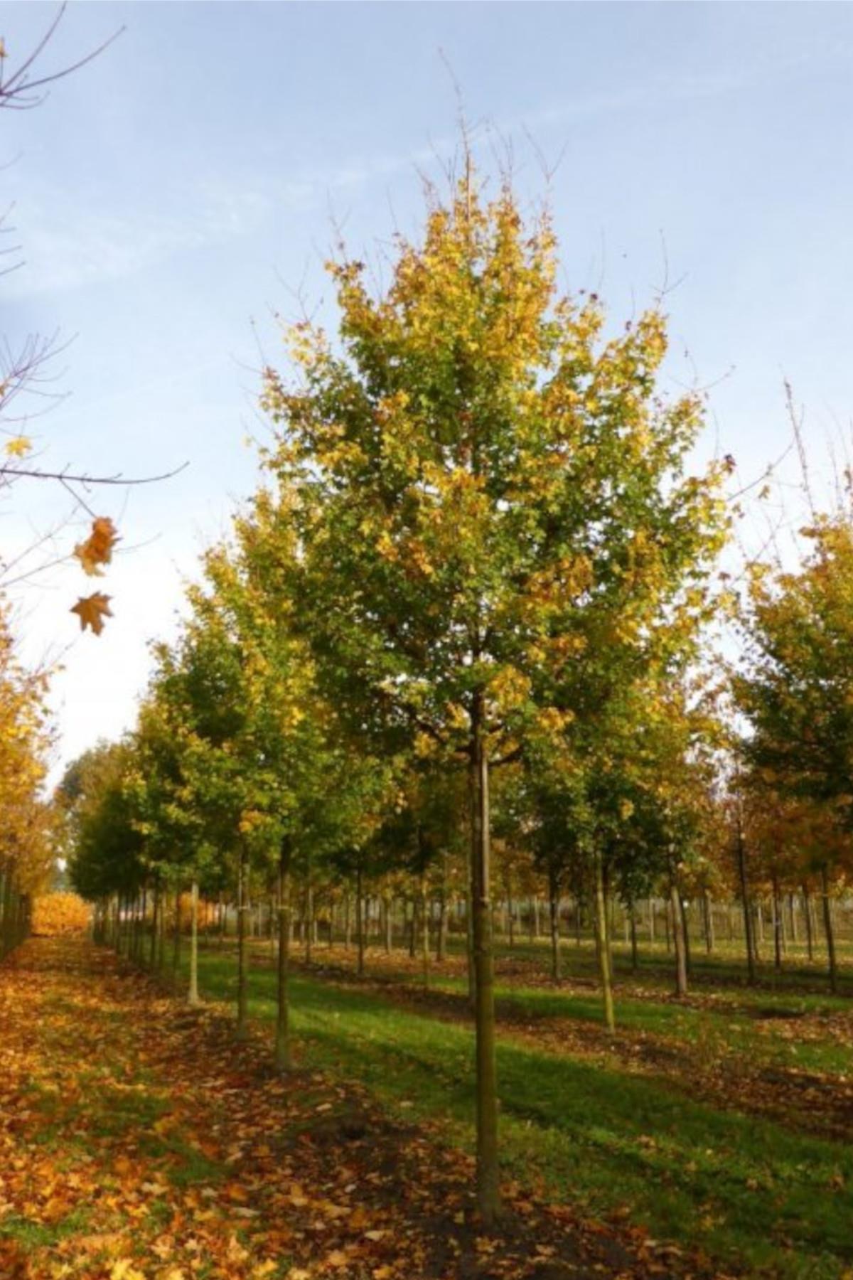 Acer campestre Elsrijk Akçaağaç fidanı
