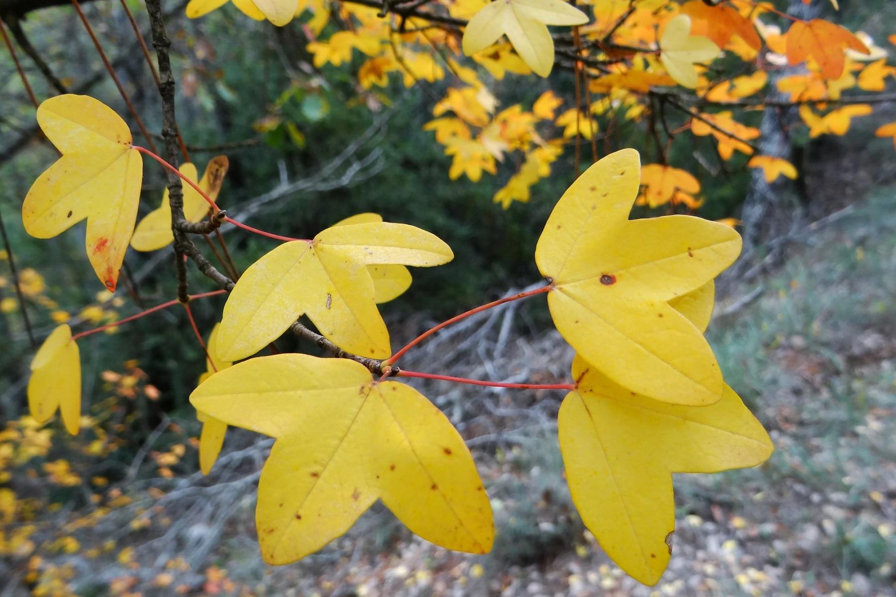 Acer monspessulanum Fransız akçaağaç fidan